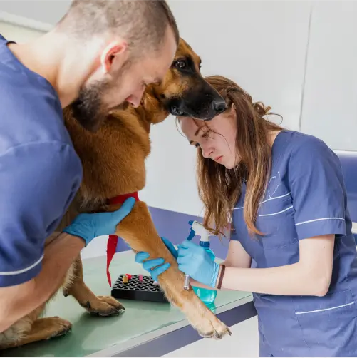 Curso de Patologias Veterinárias